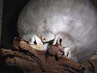 détail de la capsule de pavot