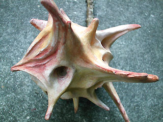 esparcette