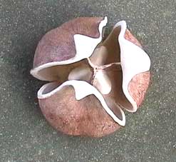 OGM, sculpture de graines de nez
