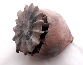 Pavot