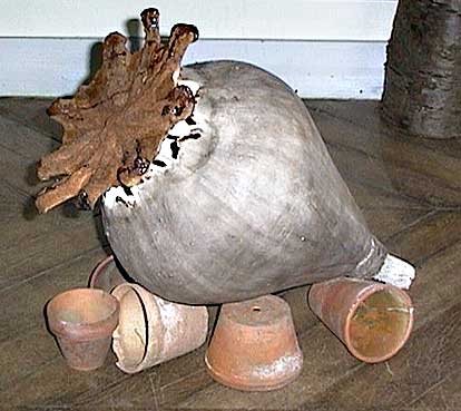 Pavot