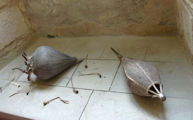 Pavots