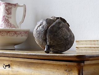 fruit du rosier