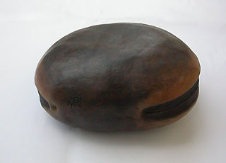 Graine dérivante : mucuna
