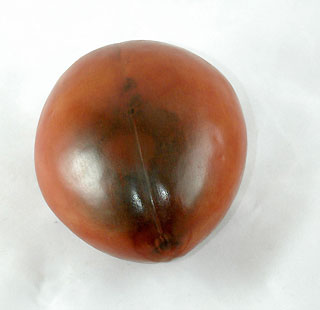 Graine de cassia