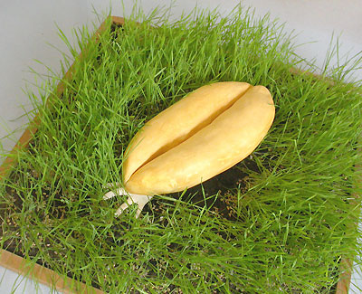 grain de ble