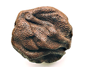 Mandarine séchée