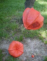 physalis franchetti, lanterne japonaise ou amour en cage