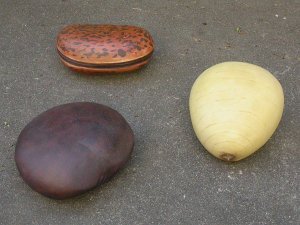 3 graines dérivantes