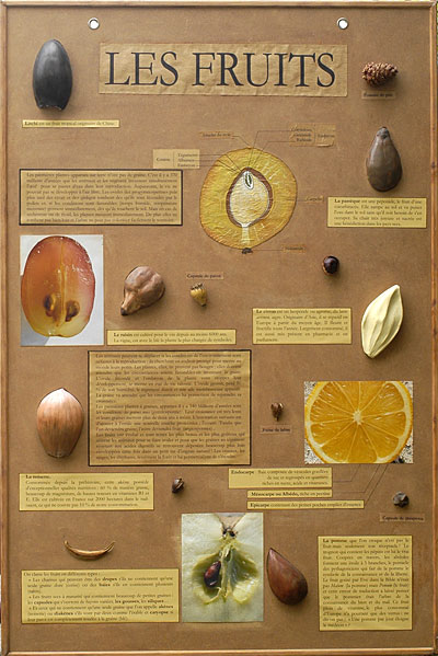 panneaux sur les graines des fruits