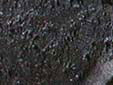 lychnis