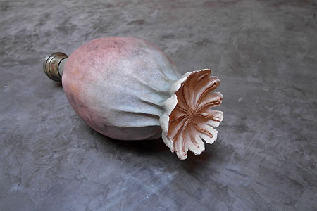 Pavot cuivre