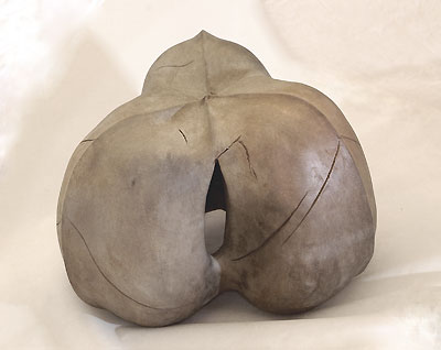 Capsule d'hévéa