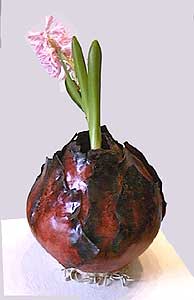 Bulbe de jacinthe
