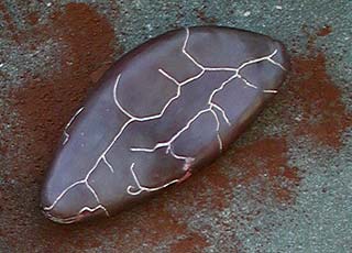 Fève de cacao