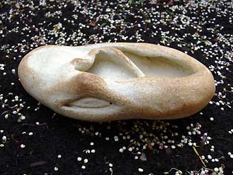 OGM : haricoreille