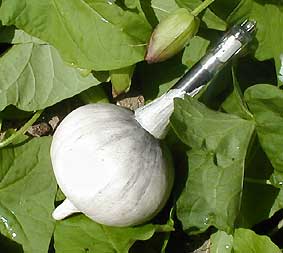 Ipomée